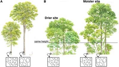 Tree Mortality: Testing the Link Between Drought, Embolism Vulnerability, and Xylem Conduit Diameter Remains a Priority